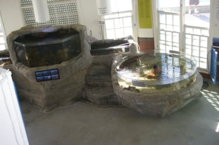 Discover the Roundhouse Aquarium