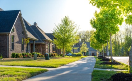 Planting Trees In Your Yard? What Not to Plant