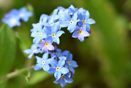 Alaska’s State Flower – Forget Me Not