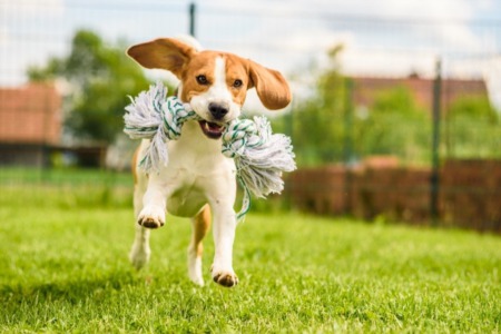 Where Are the Best Dog Parks in Alaska?