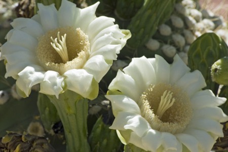 Go native in your Scottsdale landscape with our state flower   
