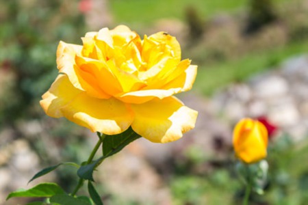 How to grow better roses in Scottsdale