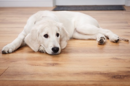 Selling Your Home When You Own Dogs
