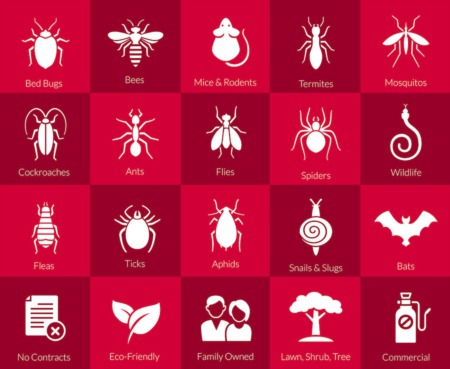 How To Identify Signs of Pests in Your Home