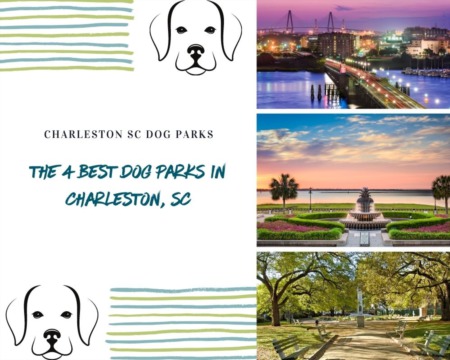 The Four Best Dog Parks in Charleston, SC