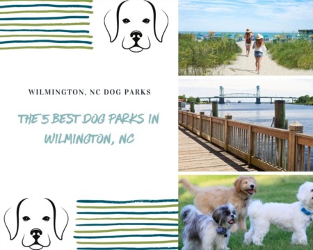 The Five Best Dog Parks in Wilmington, NC