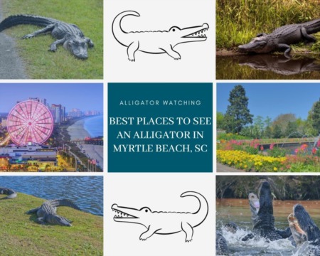 Best Places to See an Alligator in Myrtle Beach, SC