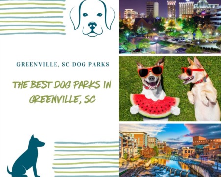 The Best Dog Parks in Greenville, SC