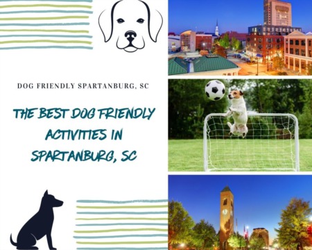 The Best Dog Friendly Activities in Spartanburg, SC