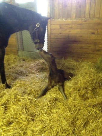 Horse Racing's Royal Couple Rachel Alexandra And Curlin Breed New Super Horse! Born Tonight!