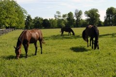 Kentucky Program Offers Educational Assistance To Children with Parents Working in Horse Industry