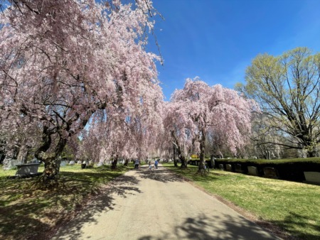 Spring Colors at Lexington Cemetery in Lexington KY