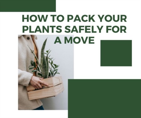 How to Pack Your Plants Safely for a Move