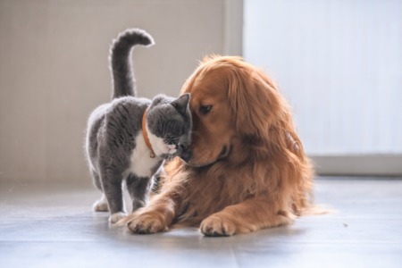 A Happy Tail: Pets and the Homebuying Process