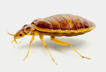 How Can You Easily Get Rid of Bed Bugs?