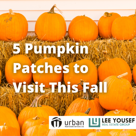 5 Pumpkin Patches to Visit This Fall