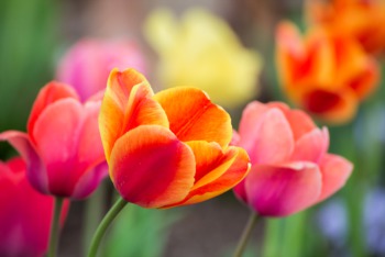 Get Rare Plants at Gardenaganza at the Louisville Nature Center April 24