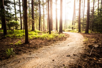 Go on a Free Guided Hike in the Jefferson Memorial Forest November 19