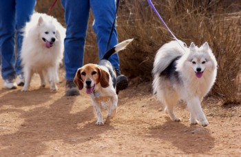 Walk Your Dog at Paws for a Purpose April 23