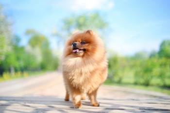 Bring Your Pets to the Waggin Trail Festival June 11