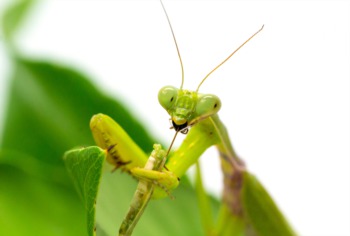 Celebrate Bugfest at Bernheim Forest September 16