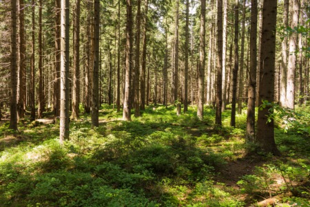 Visit the Bernheim Research Forest This May