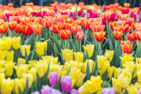 Shop at the Gardener's Fair at Locust Grove May 10