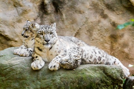 See the Snow Leopards at the Louisville Zoo This May
