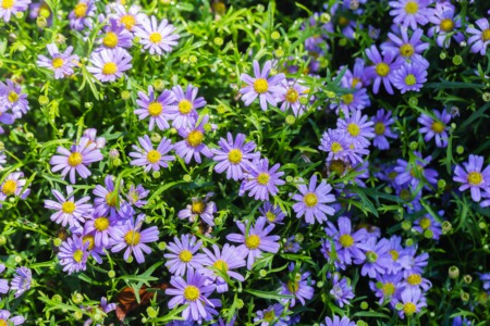 Enjoy Bourbon and Botanicals in Crestwood June 20