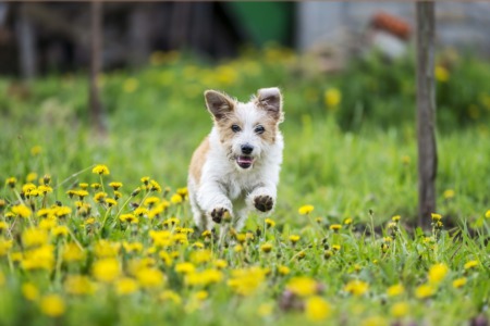 Take Your Hound to the Yew Dell Botanical Gardens September 29