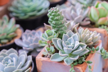 Get Artistic with Plants at Mimi’s Cafe March 16
