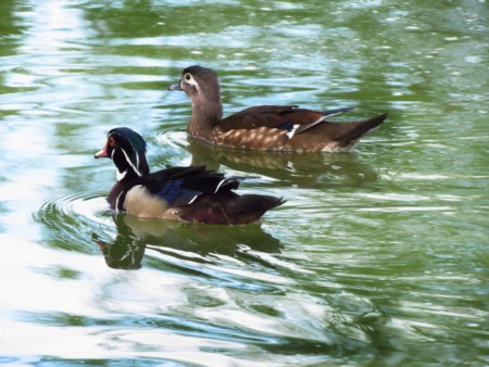 Feed the Ducks at McNeely Lake Park This May