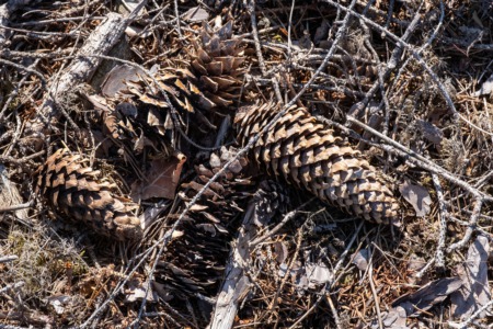 Collect Pine cones in Turkey Run This May