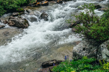 Look for Animals Along Salt River This May
