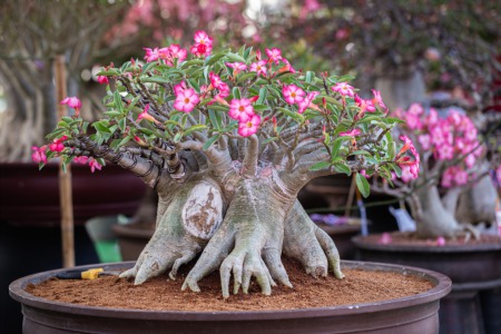 Learn All About Bonsai Trees August 16