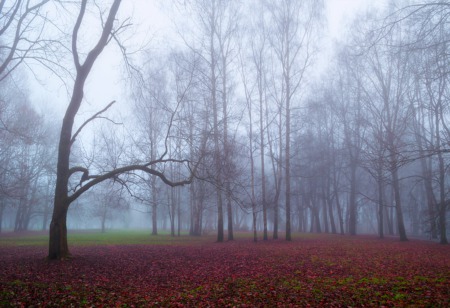 Go for a Walk in the Forest This February