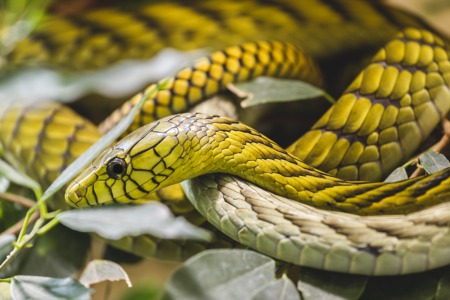 See Reptiles and Exotic Pets June 26