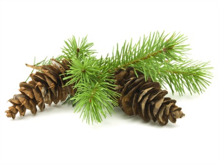 Collect Natural Items for Festive Fall Decor This November