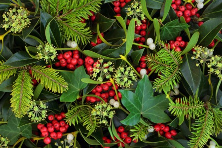 Enjoy the Botany of Christmas December 7