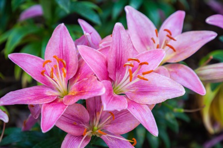 See the Flowers in Bloom This April