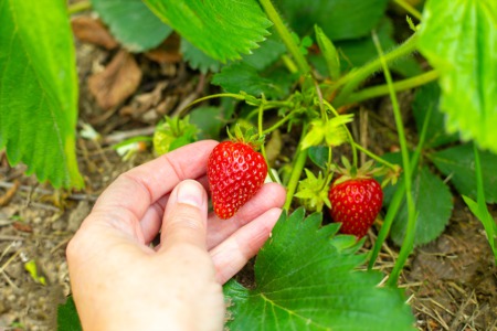 Take a Full Moon Hike on the Strawberry Trail June 14