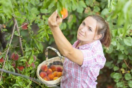 Get Fresh Fruit at the Peach Truck July 13