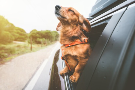 Read a Story with a Dog July 26