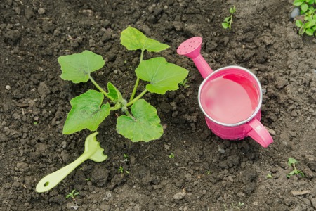 Learn How to Plant an Edible Garden September 6