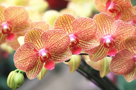 Smell the Flowers at the Orchid Show October 1 and 2