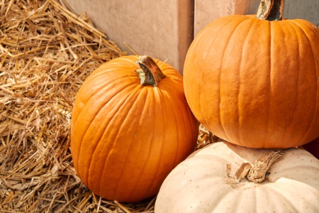 Go to the Pumpkin Festival October 16