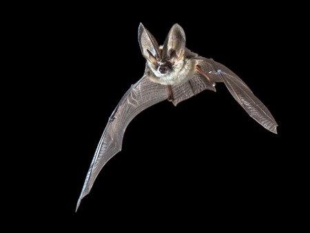 Meet the Bats October 22