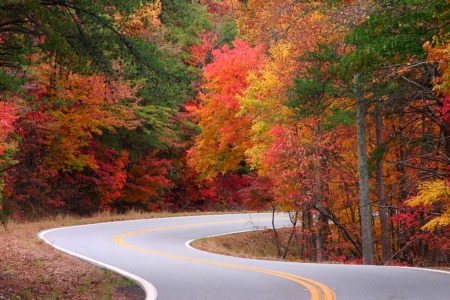 Look at the Leaves Change This October