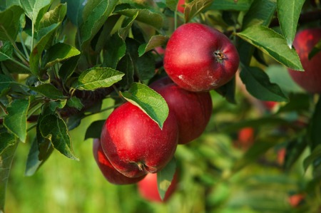 Visit the Apple Farm This October