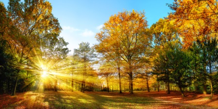See the Autumn Trees November 12